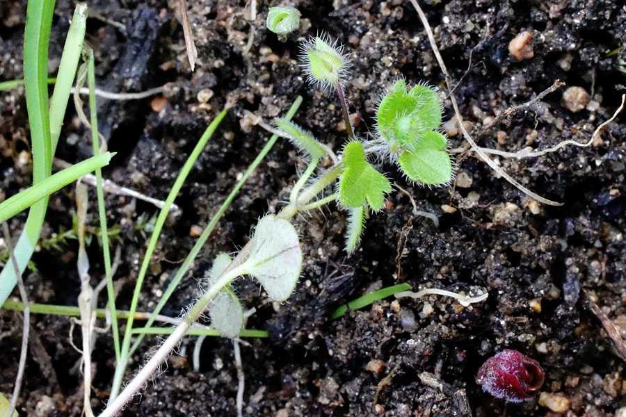 Veronica hederifolia ssp. hederifolia